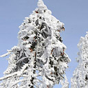 Drzewo w śniegu